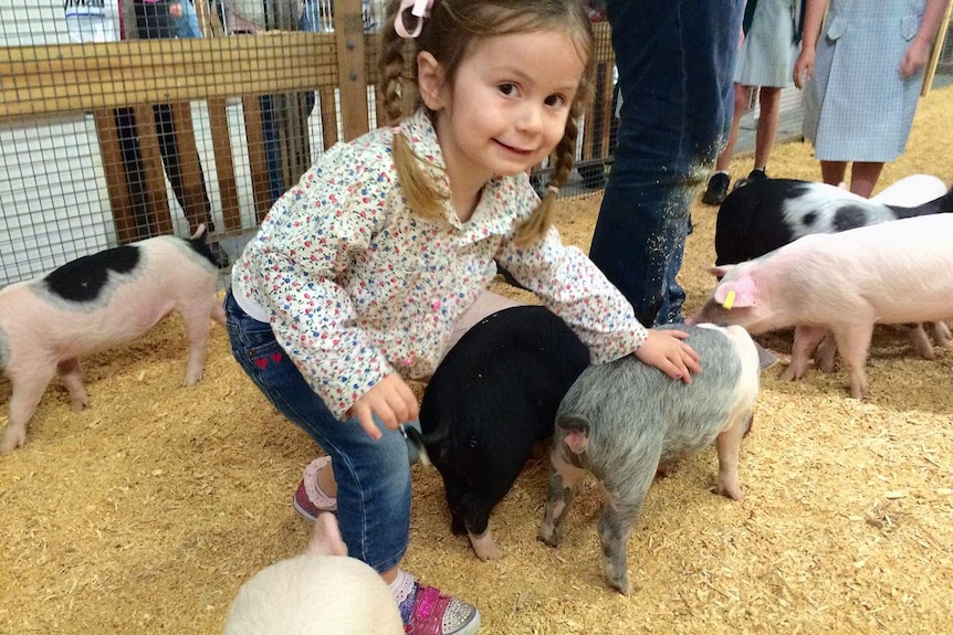 A child enjoys the new pat-a-pig display at Brisbane's Ekka on August 7, 2015