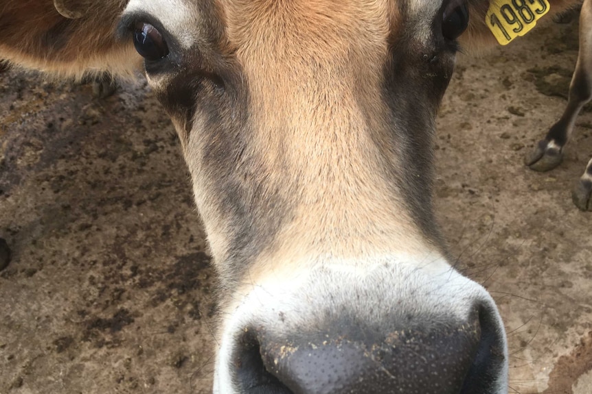 Dairy jersey cow