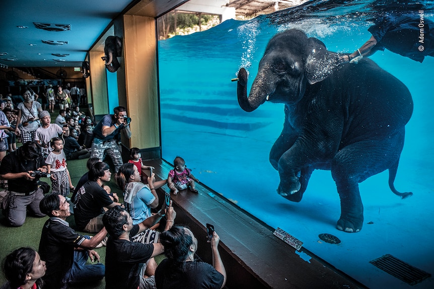 A crowd of people peer through a glass wall into a water tank where a swimming elephant is looking back at them.