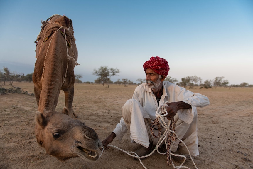 A man sits on the ground next to a camel. The camel's head is leaning down near the ground.