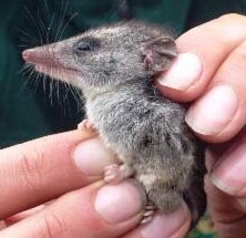 Urgent steps needed to save critically endangered Kangaroo Island ...