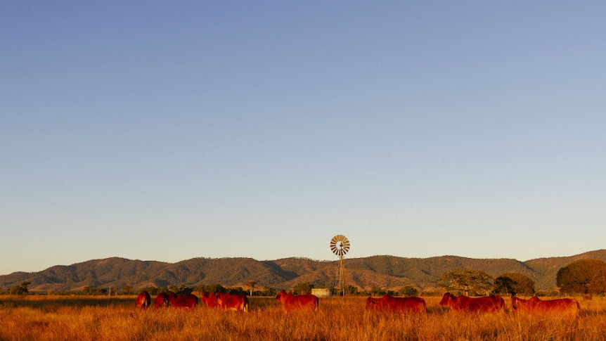 Red cattle in dry grass at sunset.