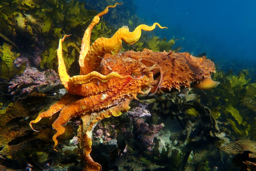 A bright yellow and orange cuttlefish in Sydney's Cabbage Tree Bay.