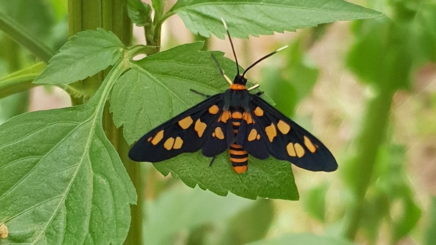 A black tiger moth with orange spots on its wings and stripes on its body landed on a green leaf