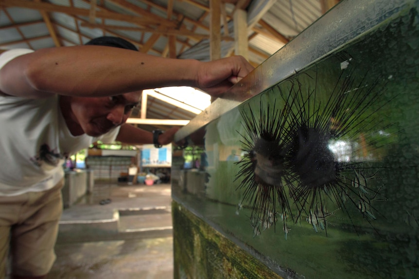 Sea urchins float in a tank as a man wades into the water to pet them. 