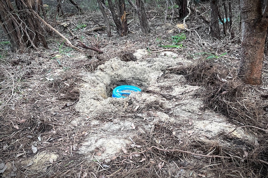 A blue tub buried amongst bushland