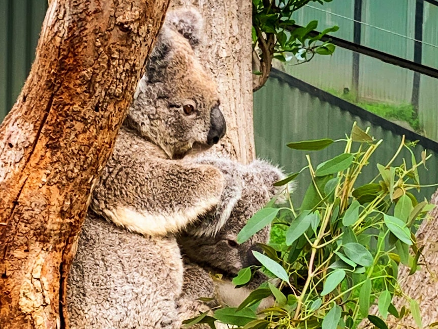 A BABY KANGAROO NESTLES IN TO ITS MOTHER