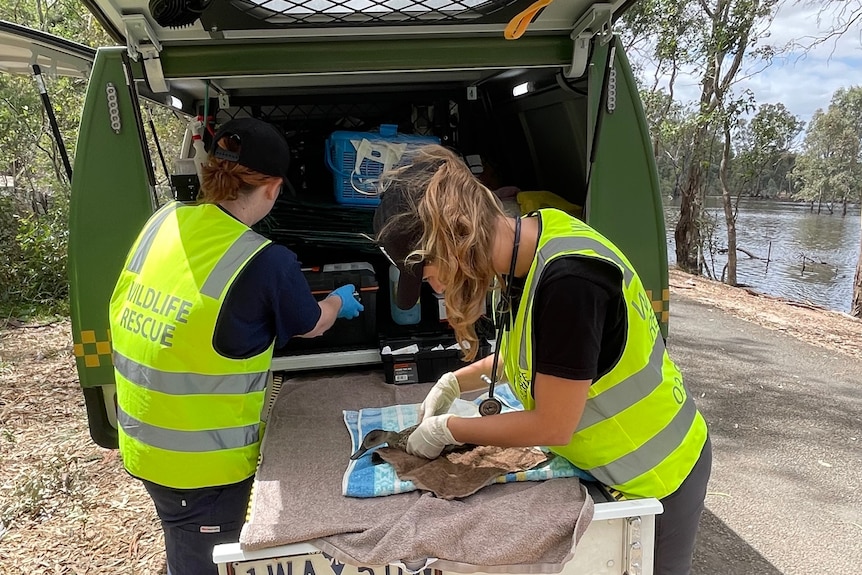 Two wildlife vets in hi-vis vests working on a bird in the back of a car 