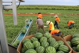 Harvesting melons at Territory Horticultural Farm, Ti Tree, Northern Territory