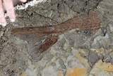 From above, you see a fish fossil close-up with a Caucasian hand caught mid-motion as it sweeps across the top-left of the frame