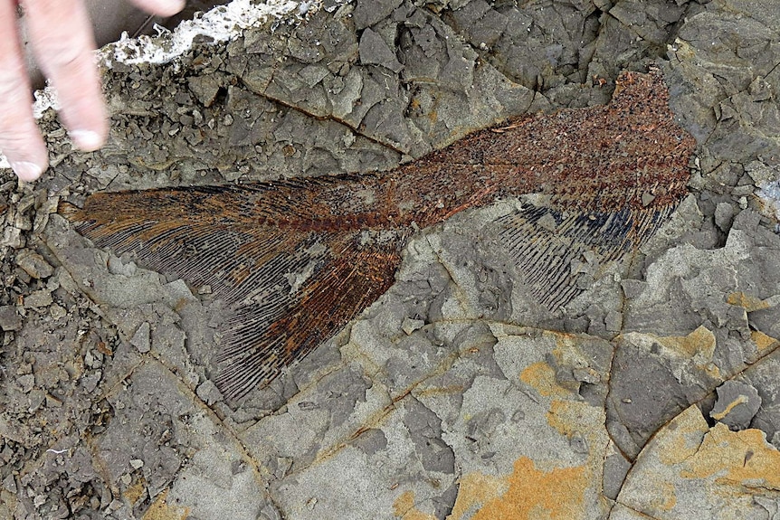 From above, you see a fish fossil close-up with a Caucasian hand caught mid-motion as it sweeps across the top-left of the frame