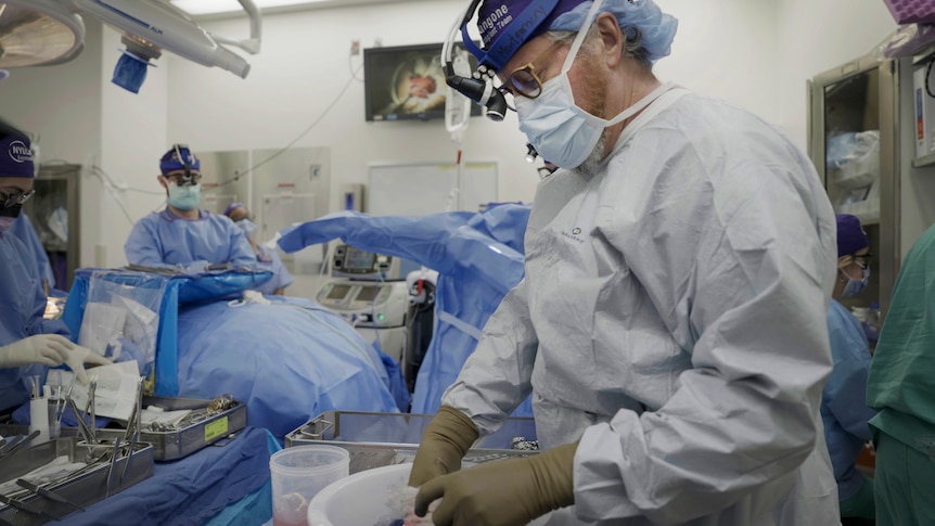 A surgeon standing in a surgery room, working on a pig kidney in a plastic bucket