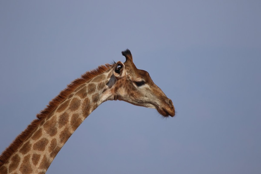 Giraffe with ear tag attached to ear 