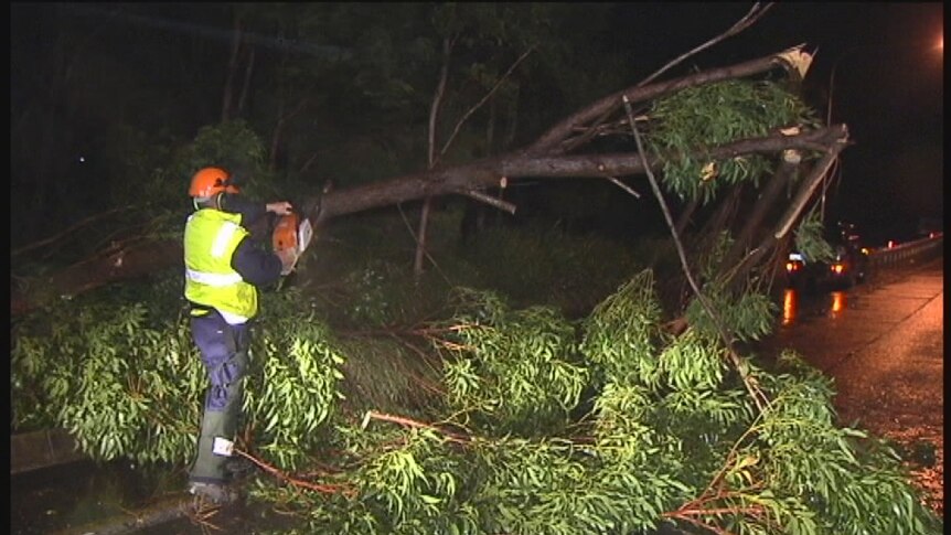 An emergency worker removes tree limbs blown across a Gold Coast road overnight.