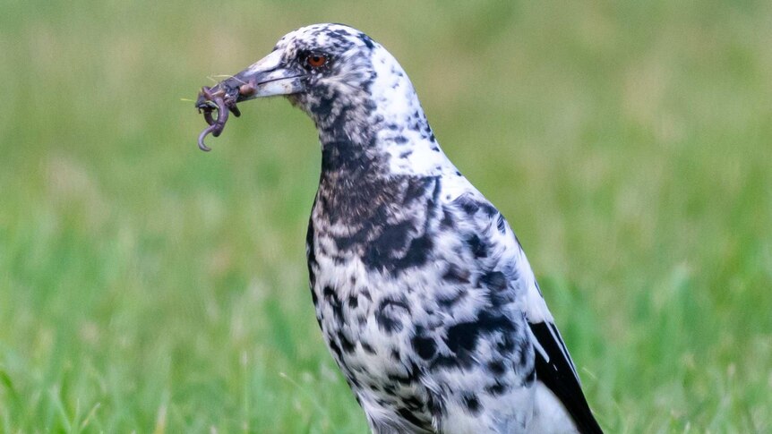 A black and white spotted magpie with worms in its beak.