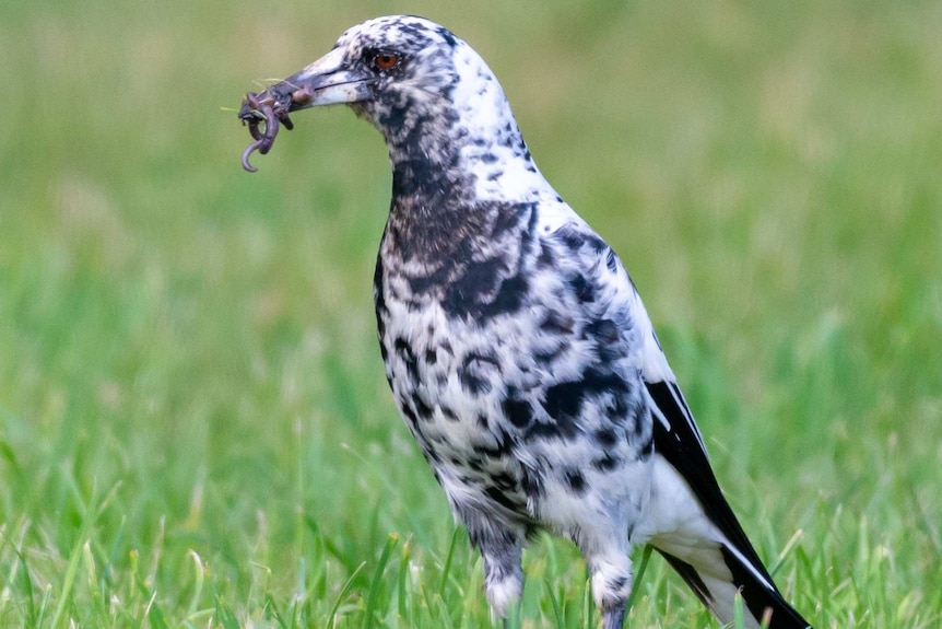 A black and white spotted magpie with worms in its beak.