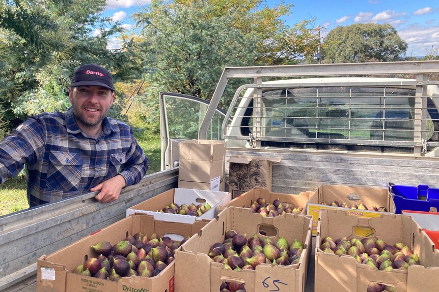 Man standing beside a ute containing boxes of figs. 