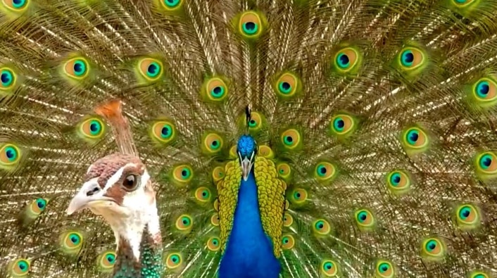 Male peacock showing tail plumage