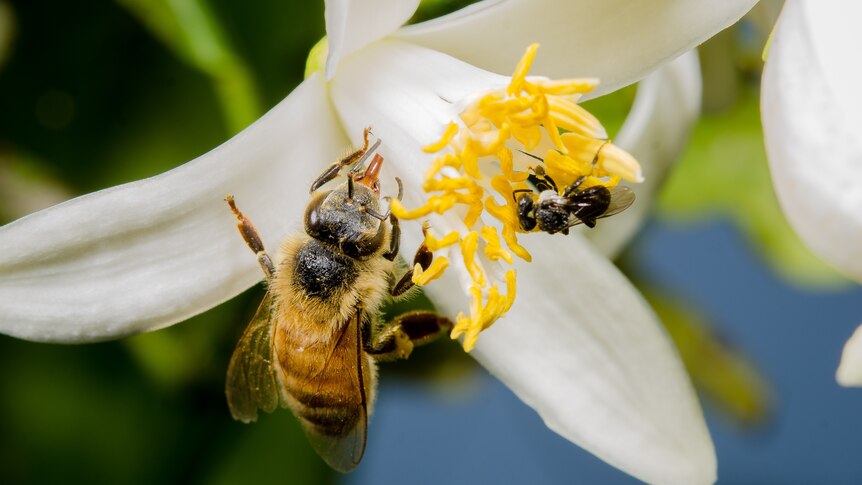 A european honey bee (left) and a native stingless bee (right) on white a citrus flower
