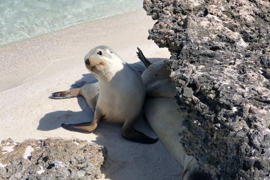 Abrolhos' natural playground