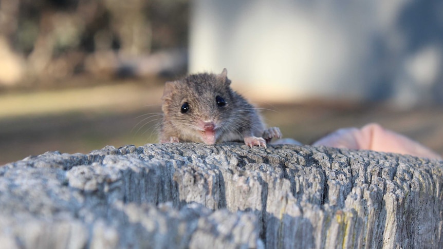 A tiny marsupial looks over the top of a log.