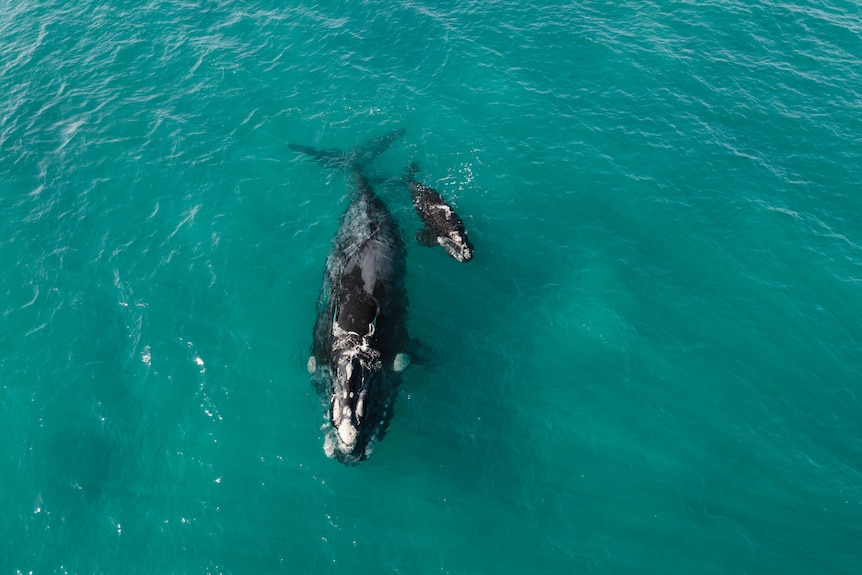 A whale and its calf swimming in the ocean. 