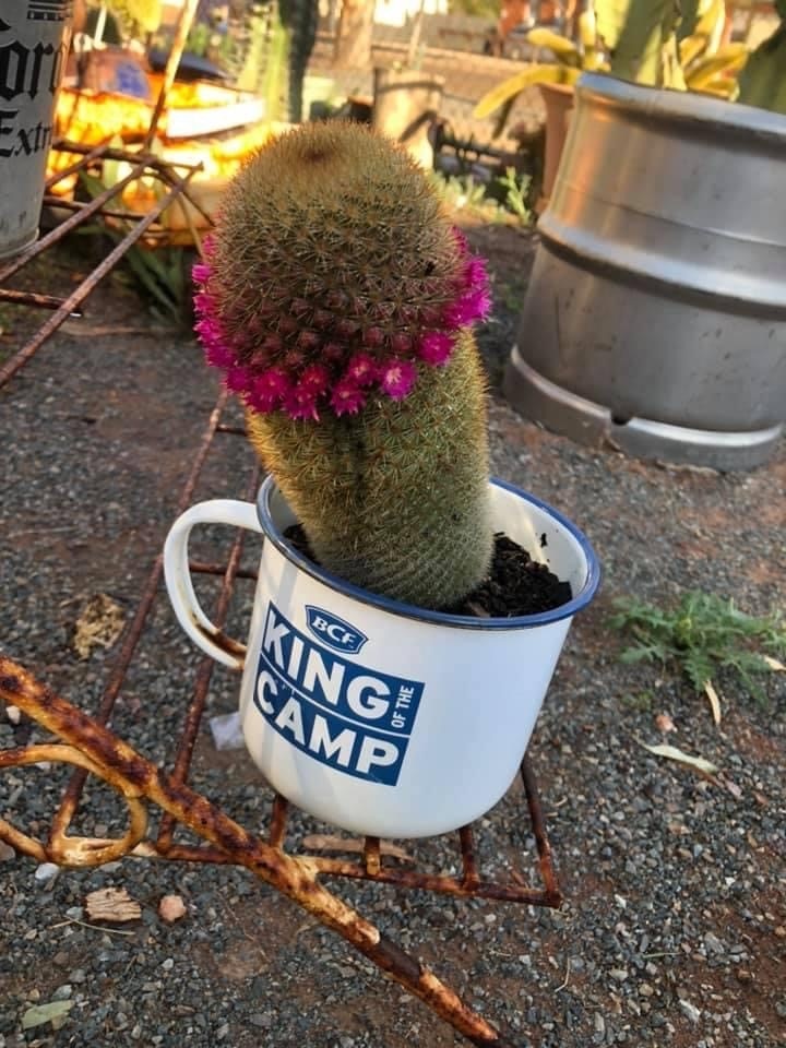 A pink-flowering cactus in an enamel cup with 'king of the camp' written on it.