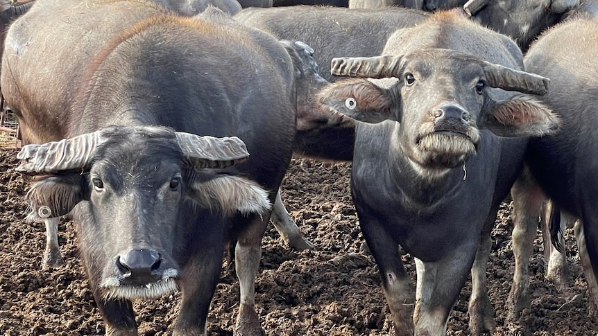 Two buffalo cows look towards camera as they settle into their new home in South Australia