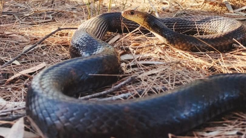 A dark snake, easily confused for a red bellied black snake, actually is a brown, head raised on leaf litter in the scrub