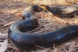 A dark snake, easily confused for a red bellied black snake, actually is a brown, head raised on leaf litter in the scrub