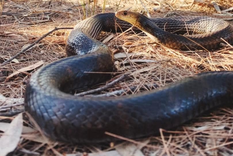 A dark snake, easily confused for a red bellied black snake, actually is a brown, head raised on leaf litter in the scrub