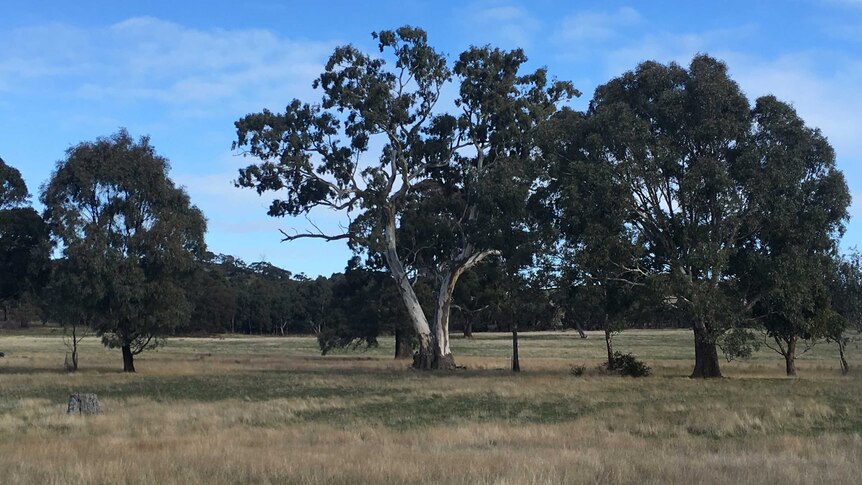 Some of the trees thought to be Djab Wurrung sacred birthing trees.