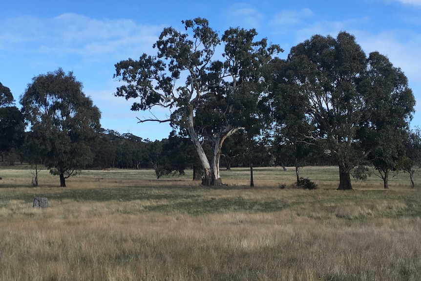 Trees in a paddock beside a planned highway in Victoria