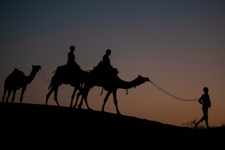 Three camels walk in the desert.