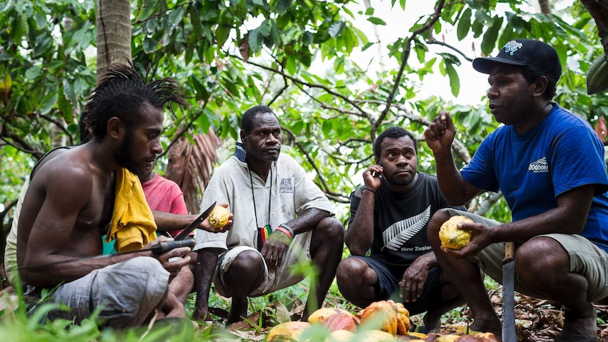 Group of cocoa farmers sit under trees holding cocoa fruit and knives in Vanuatu