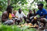 Group of cocoa farmers sit under trees holding cocoa fruit and knives in Vanuatu
