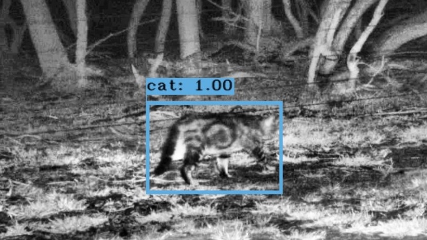 An infrared picture of a cat on Kangaroo Island. 