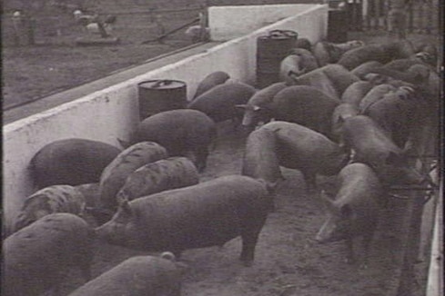 Pigs in a pen gathered closely. 