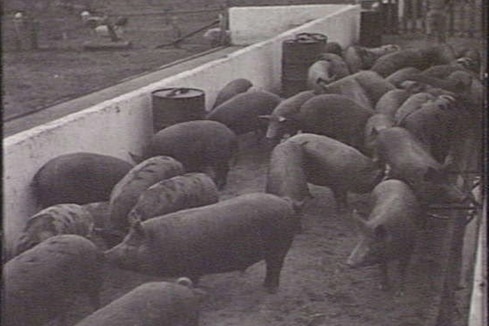 Les porcs dans un enclos se sont rassemblés étroitement. 