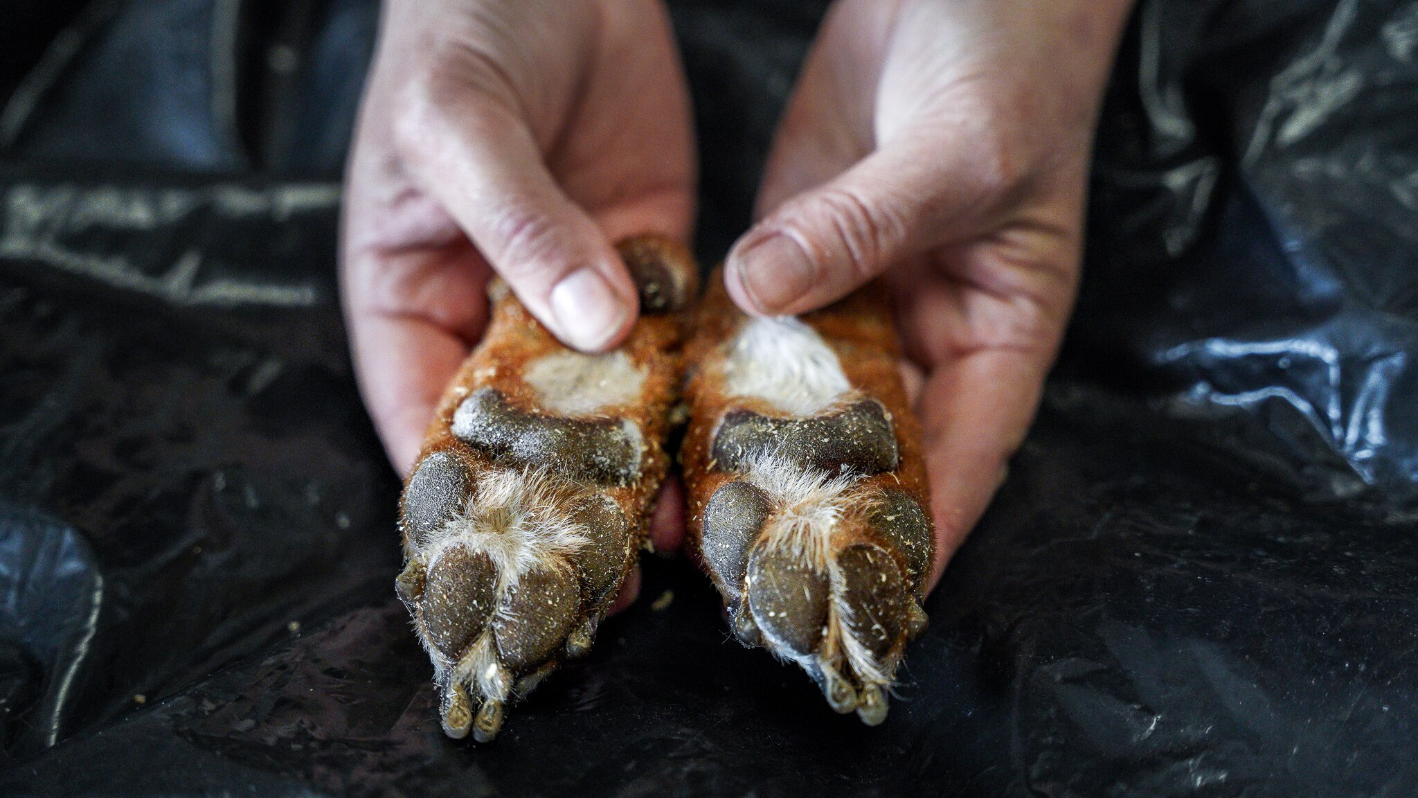 Hands hold a set of small dog paws on a table.