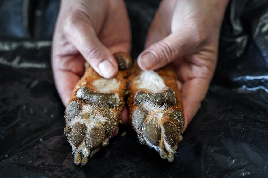 Hands hold a set of small dog paws on a table