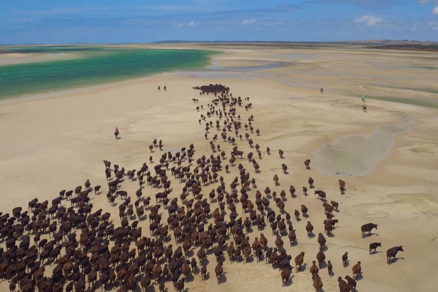 Cattle being mustered at Robbins Island, Tasmania