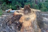 A tree stump in East Gippsland forest after being logged