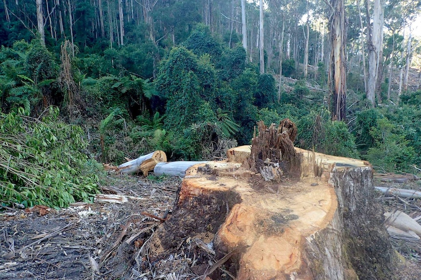 A sawn tree stump in front of forest.