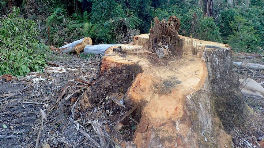 A tree stump in East Gippsland forest after being logged