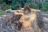 A tree stump in East Gippsland forest after being logged