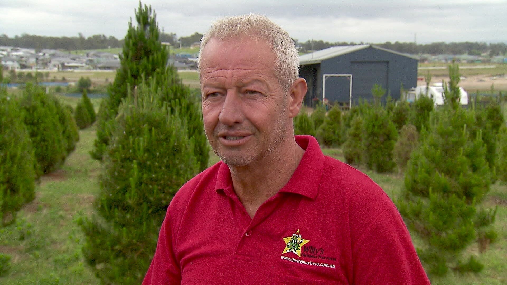 Soggy Sydney faces Christmas tree shortage as floods hit NSW suppliers