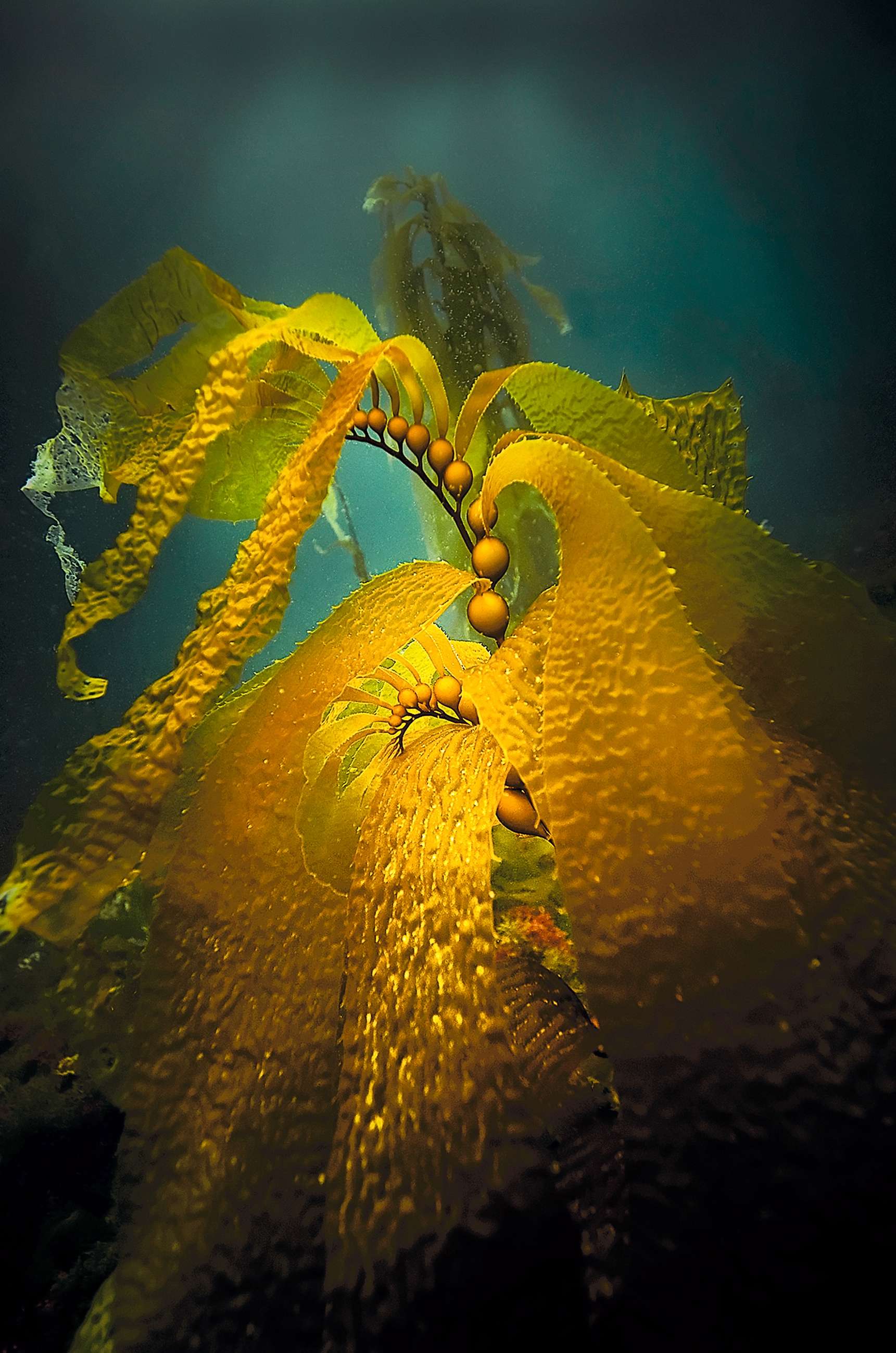 Seaweed extract fucoidan could be used to treat inflammation of the gut