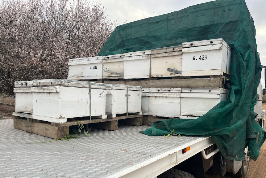 The back of a truck with beehives