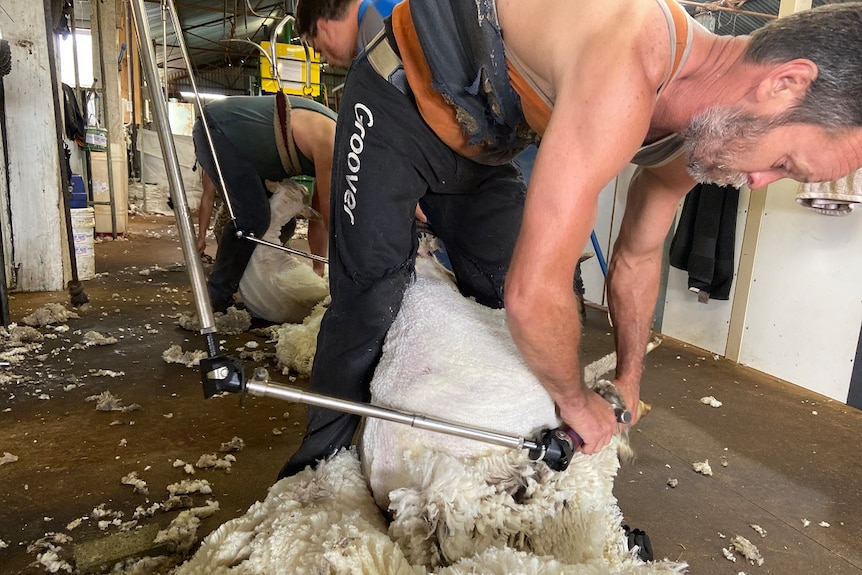 A man shearing a sheep in a shearing shed.
